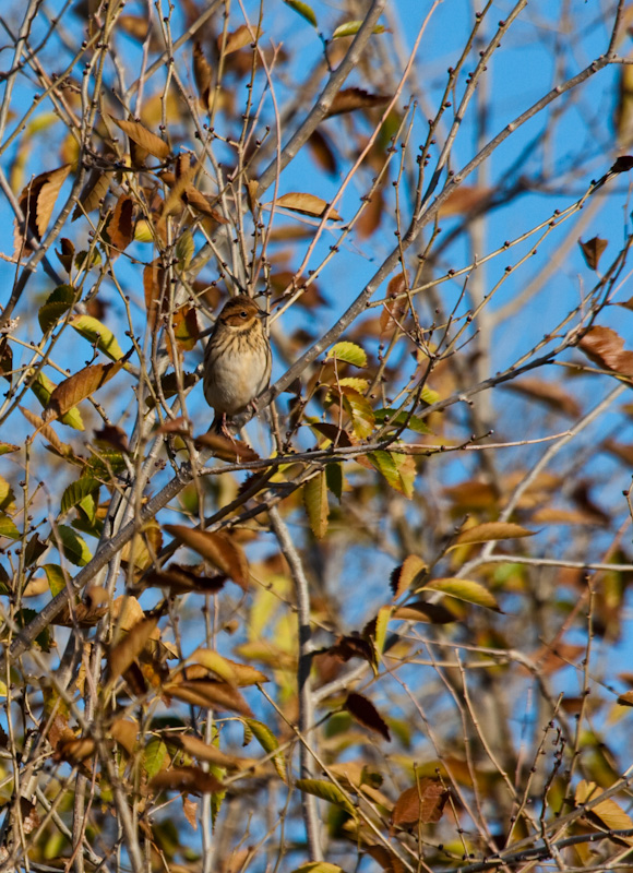 Little Bunting